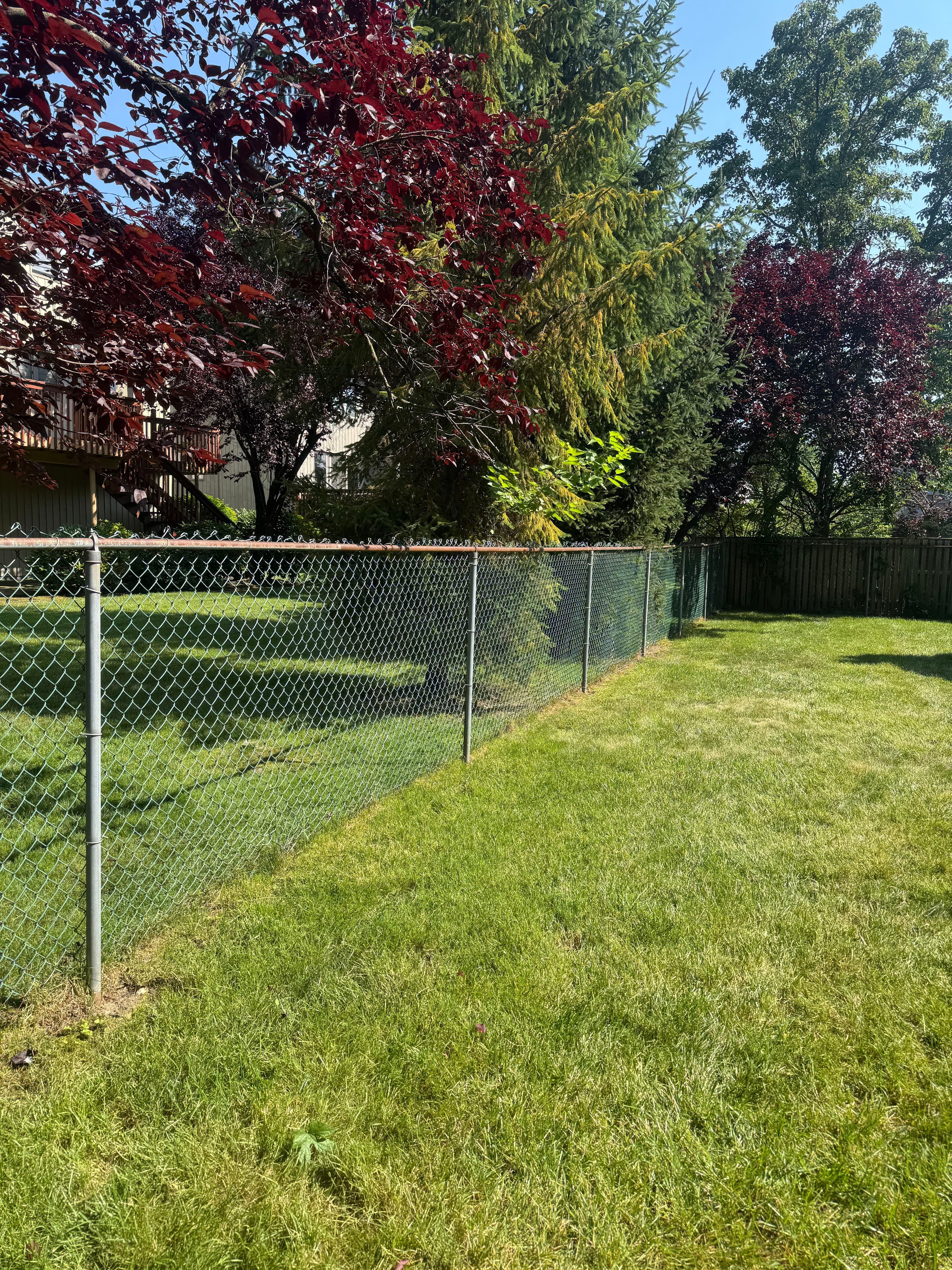 Chain link fence in a sunny backyard with greenery and colorful trees.
